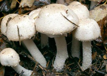Butembo : défis de production et de commercialisation du champignon, un aliment opulent en vitamines et protéines