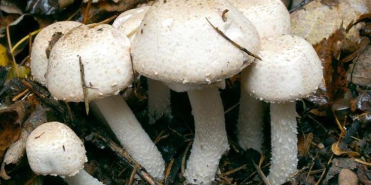 Butembo : défis de production et de commercialisation du champignon, un aliment opulent en vitamines et protéines