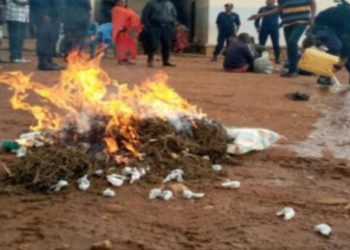 Beni : une importante quantité de stupéfiants dont le chanvre, incinérée à Oicha