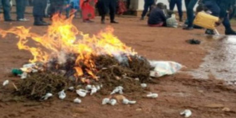 Beni : une importante quantité de stupéfiants dont le chanvre, incinérée à Oicha