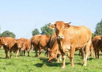 Irumu : 60 vaches sur les 172 pillées par les miliciens de la FRPI à Malulu, restituées à leurs propriétaires
