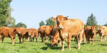 Irumu : 60 vaches sur les 172 pillées par les miliciens de la FRPI à Malulu, restituées à leurs propriétaires