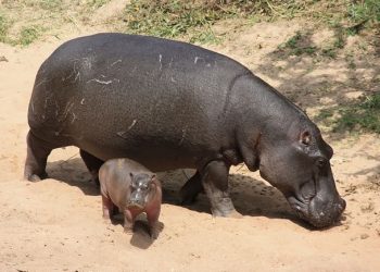 Rutshuru : une organisation d’écologistes préoccupée par l’abattage des hippopotames et buffles par la population riveraine du parc des Virunga