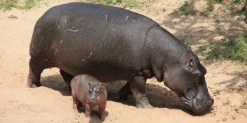 Rutshuru : une organisation d’écologistes préoccupée par l’abattage des hippopotames et buffles par la population riveraine du parc des Virunga