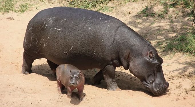 Rutshuru : une organisation d’écologistes préoccupée par l’abattage des hippopotames et buffles par la population riveraine du parc des Virunga