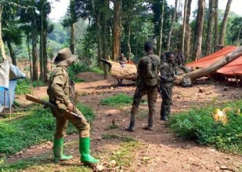 Bashu : deux présumés assassins d’un agent de l’ANR à Kohondo arrêtés par les FARDC