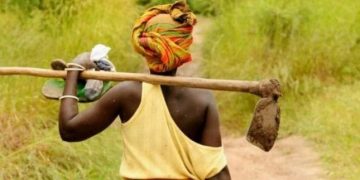 Rutshuru : des agriculteurs empêchés d’accéder à leurs champs par les rebelles du M23