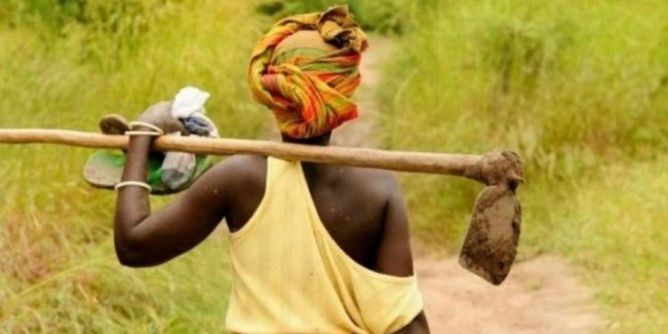 Guerre du M23/RDF : des travaux champêtres paralysés au Nord-ouest de Binza