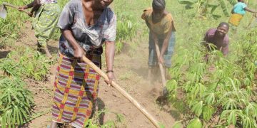 Rutshuru : trois agriculteurs pris en otage par des inconnus armés au Nord de Kiwanja