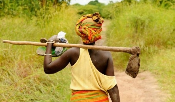 Rutshuru : des champs inaccessibles dans le domaine de Bweza suite aux enlèvements des civils