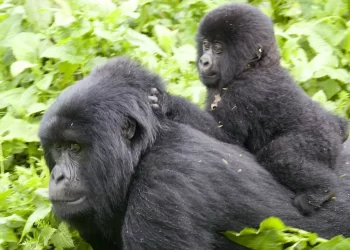 Nord-Kivu : plusieurs espèces animales du Parc des Virunga sous menace “d’extermination” suite notamment aux conflits armés en territoire de Rutshuru