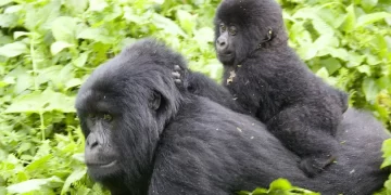 Nord-Kivu : plusieurs espèces animales du Parc des Virunga sous menace “d’extermination” suite notamment aux conflits armés en territoire de Rutshuru