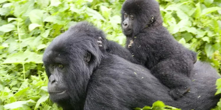 Nord-Kivu : plusieurs espèces animales du Parc des Virunga sous menace “d’extermination” suite notamment aux conflits armés en territoire de Rutshuru