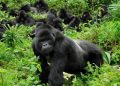 RDC : l’écosystème du Parc national des Virunga affecté par la guerre d’agression rwandaise