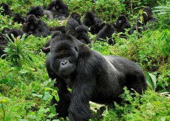 RDC : l’écosystème du Parc national des Virunga affecté par la guerre d’agression rwandaise