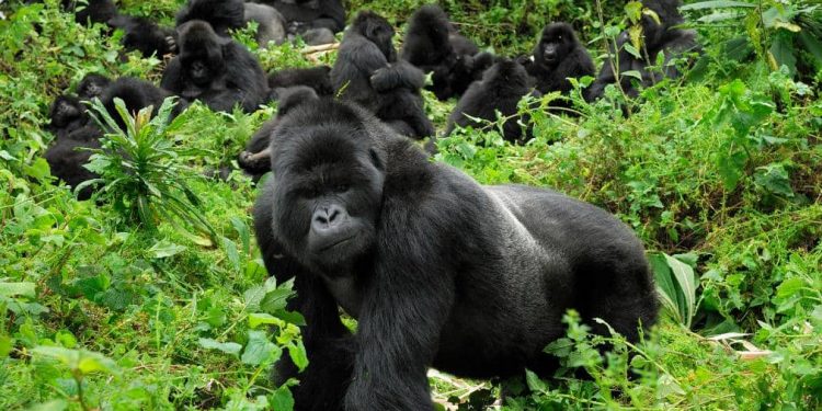 RDC : l’écosystème du Parc national des Virunga affecté par la guerre d’agression rwandaise