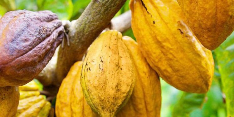 Lutte contre l’insécurité : les administrateurs des territoires de Beni et Irumu interdisent l’achat et la vente ambulatoire des produits pérennes dont le cacao