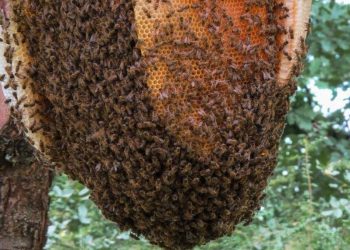 RDC/J.M. des abeilles : le Groupe academia déplore l’abandon des ruchers par des apiculteurs suite à l’insécurité