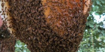 RDC/J.M. des abeilles : le Groupe academia déplore l’abandon des ruchers par des apiculteurs suite à l’insécurité