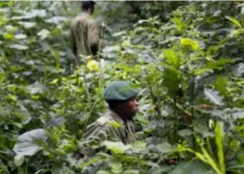 Ituri : deux morts dans une attaque contre un poste de patrouille des éco-gardes de la RFO