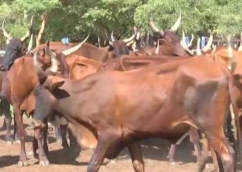 Rutshuru : des centaines de vaches des éleveurs locaux saisies par les rebelles du M23/RDF