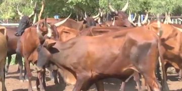 Rutshuru : des centaines de vaches des éleveurs locaux saisies par les rebelles du M23/RDF
