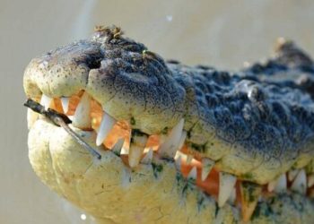 Nord-Kivu : un autre pêcheur clandestin tué par un crocodile du Nil sur le lac Édouard