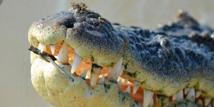 Nord-Kivu : un autre pêcheur clandestin tué par un crocodile du Nil sur le lac Édouard