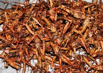 Butembo : la vente périodique des sauterelles reprend avec engouement (Constat)