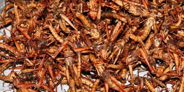 Butembo : la vente périodique des sauterelles reprend avec engouement (Constat)