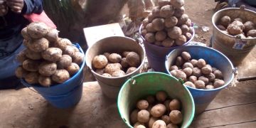 Butembo : impact de l’occupation de Kipese sur le marché de la pomme de terre
