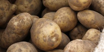 Butembo : impact de l’occupation de Kipese sur le marché de la pomme de terre