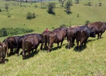 Nord-Kivu : le SYAPANOKI alerte sur la perte de 900 bêtes emportées par les ADF dans le secteur des Bapere