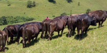 Nord-Kivu : le SYAPANOKI alerte sur la perte de 900 bêtes emportées par les ADF dans le secteur des Bapere