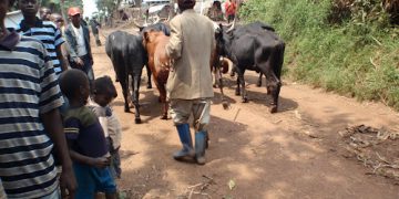 Nord-Kivu : des bovins frappés par une maladie inconnue à Masisi