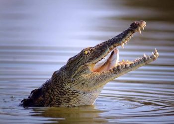 Lac Édouard : un élève de 8ème année happé par un crocodile du Nil à Kyavinyonge