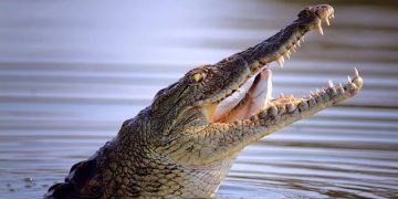 Lac Édouard : un élève de 8ème année happé par un crocodile du Nil à Kyavinyonge
