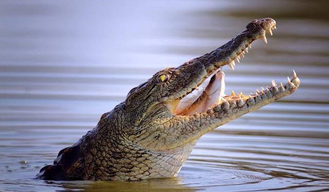 Lac Édouard : un élève de 8ème année happé par un crocodile du Nil à Kyavinyonge