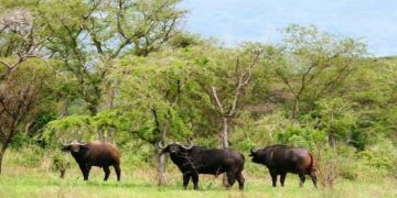 Rutshuru : des buffles et des gorilles envahissent des champs des particuliers à Ruvumu