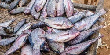 Masisi : baisse de la production de poissons dans l’étang Ndalagha, les prix en hausse sur le marché