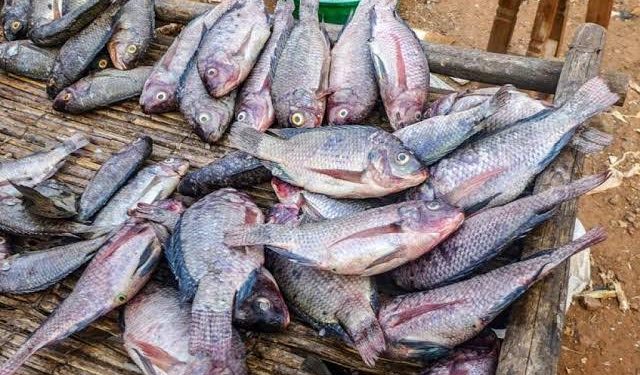 Masisi : baisse de la production de poissons dans l’étang Ndalagha, les prix en hausse sur le marché