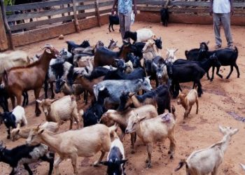 Nord-Kivu : une maladie inconnue décime les petits ruminants dans le Grand-Nord