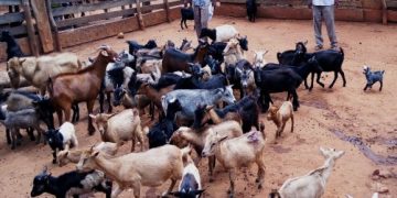 Nord-Kivu : une maladie inconnue décime les petits ruminants dans le Grand-Nord