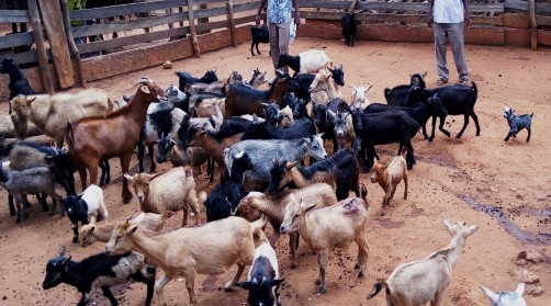 Nord-Kivu : une maladie inconnue décime les petits ruminants dans le Grand-Nord