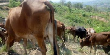 Masisi : des bouchers et des éleveurs soulagés par la reprise de l’abattage des bovins