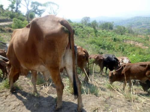 Masisi : des bouchers et des éleveurs soulagés par la reprise de l’abattage des bovins