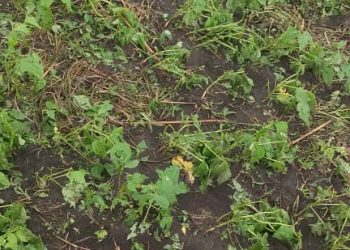 Rutshuru : Plusieurs champs détruits par une pluie accompagnée d’un vent violent au Nord de Kiwanja