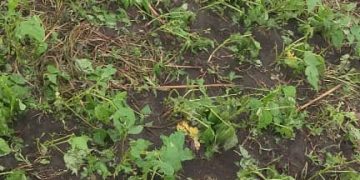 Rutshuru : Plusieurs champs détruits par une pluie accompagnée d’un vent violent au Nord de Kiwanja