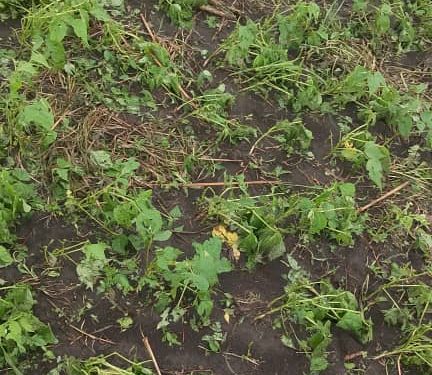 Rutshuru : Plusieurs champs détruits par une pluie accompagnée d’un vent violent au Nord de Kiwanja