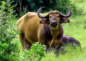 Nyiragongo : des buffles et des gorilles envahissent les champs des habitants à Kibumba